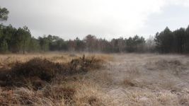 landes brumeuses light.JPG